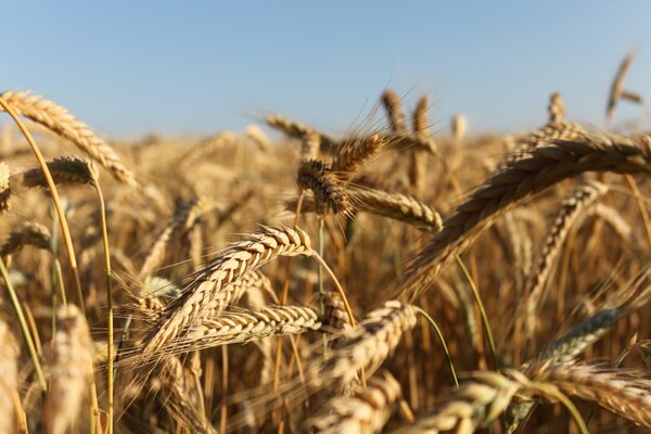 Épis d or avec des grains sur le terrain