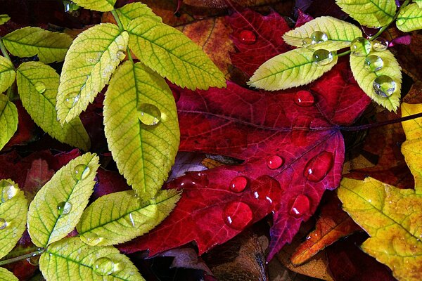 Bright, autumn leaves in the rain