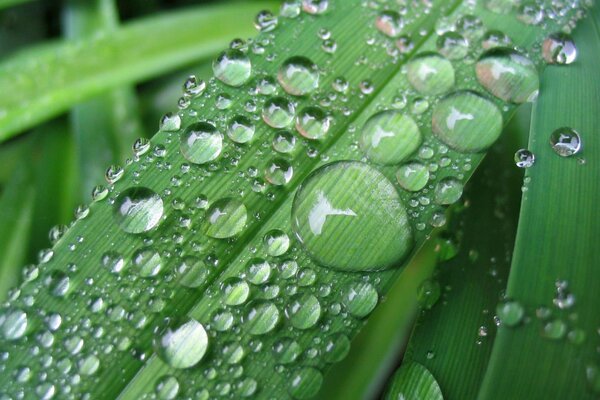 Beautiful dew drops on the grass