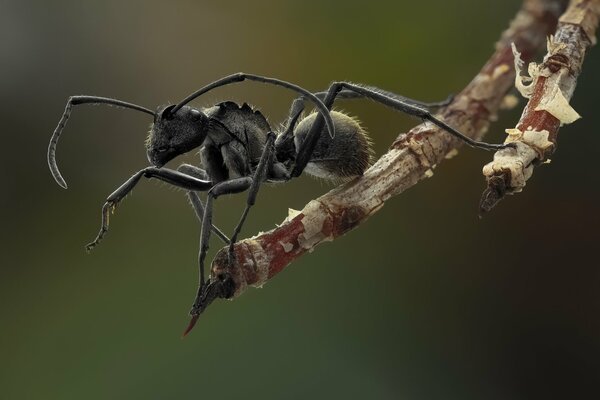 Czarna mrówka wąsami ocenia świat