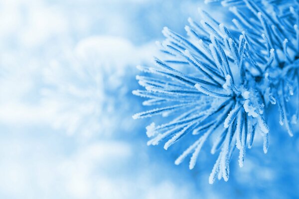 Christmas tree branch in the snow on a blue background