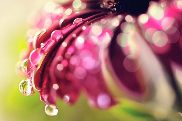 Dew drops on the petals