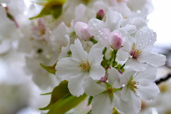 Kirschzweig ist mit Blumen übersät