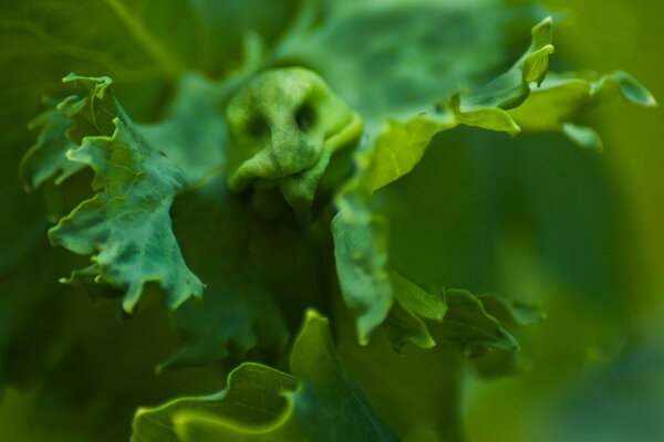 Green leaves similar to the head