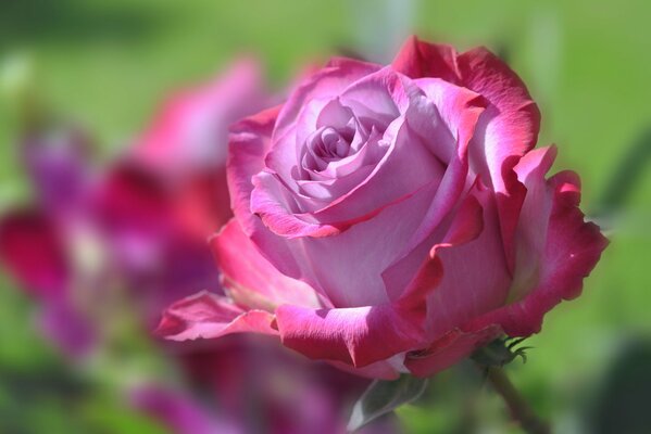 Blooming pink rose in the field