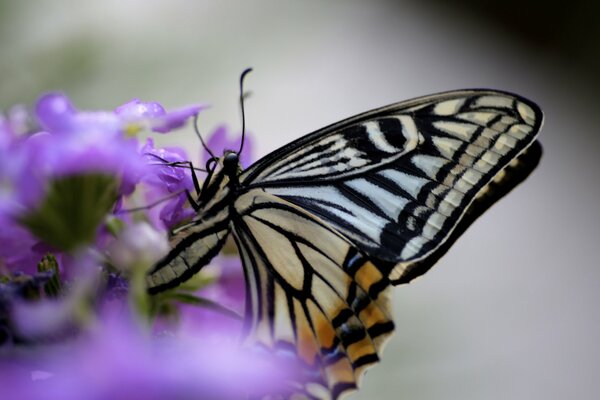 Papillon sur une fleur lilas