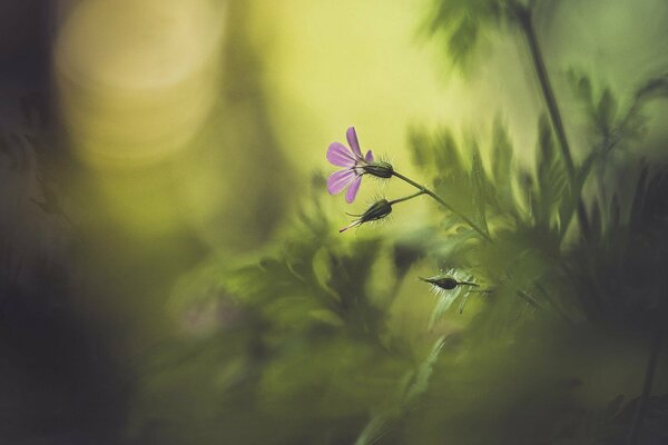 Pink flower in the forest on the background of a blurred bush