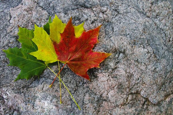 Drei bunte Blätter liegen auf den Steinen