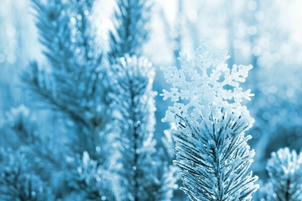 Spruce branch under the snow, winter snowflakes