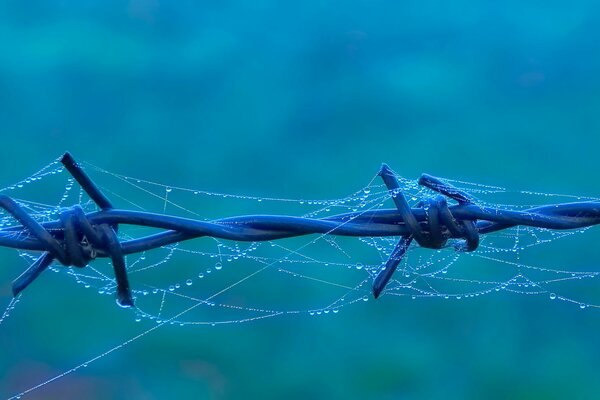There is a spider web with water drops on the barbed wire