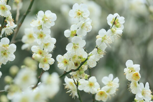 Piccoli fiori di ciliegio bianco