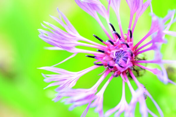 Helligkeit von Farben , Kornblumen auf der Wiese