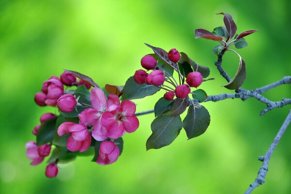 A branch of a tree with pink flowers