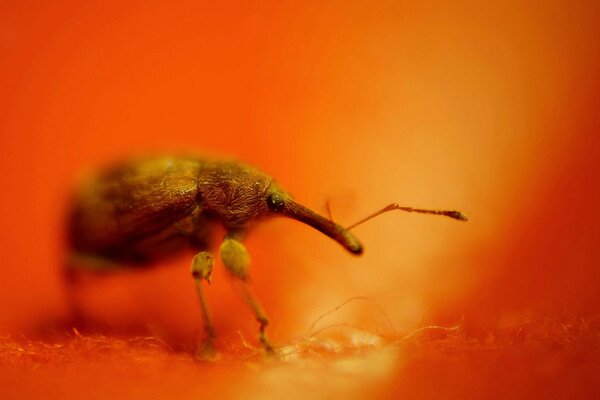 The weevil beetle with macro-magnification