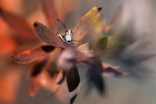 Macro photography of a grasshopper on a leaf of grass