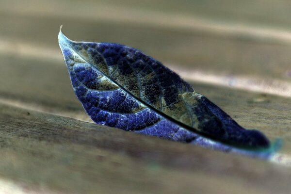 Feuille bleue coincée dans les planches