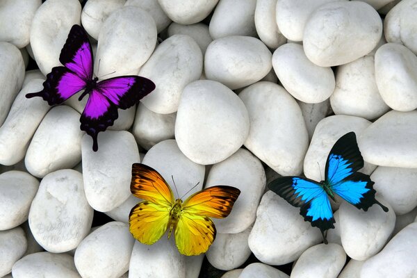 Kolorowe motyle siedzą na białych kamieniach