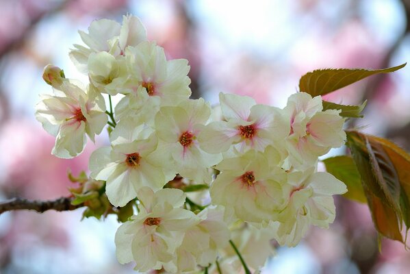 Weiß-rosa Knospen und Blüten am Baum