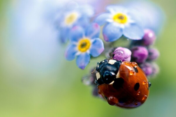 Marienkäfer auf einer lila Blume