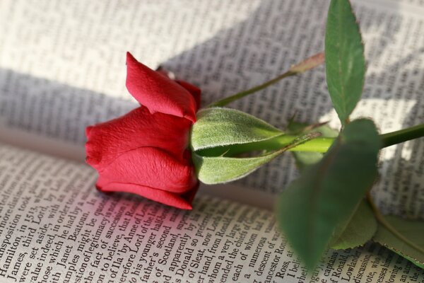 Blume Rose Buch Buchstaben