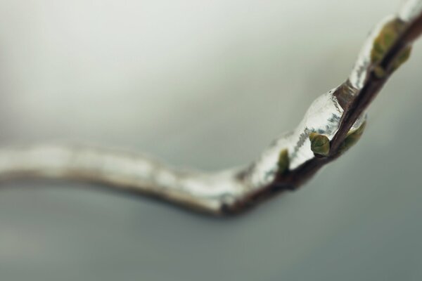 Macro shot of spring bud swelling