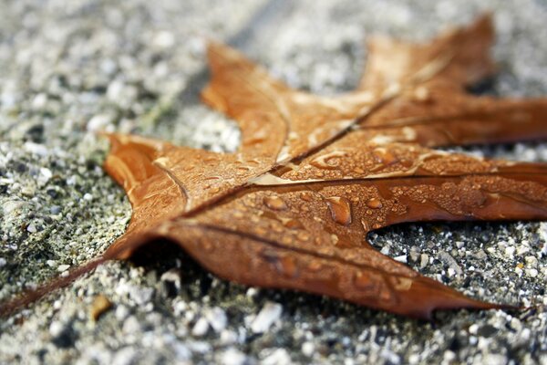 A leaf with water drops lying on a wet stone