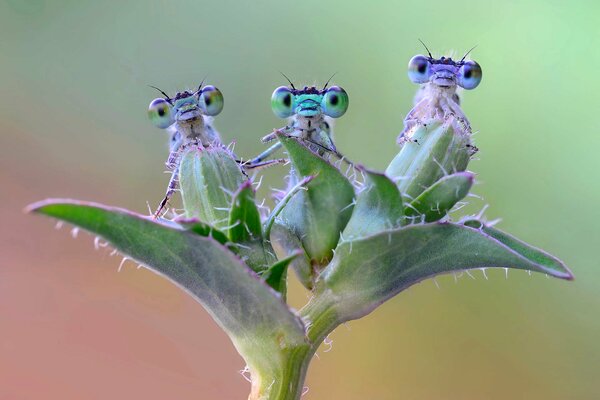 Lustige Insekten auf einem Ast der Pflanze