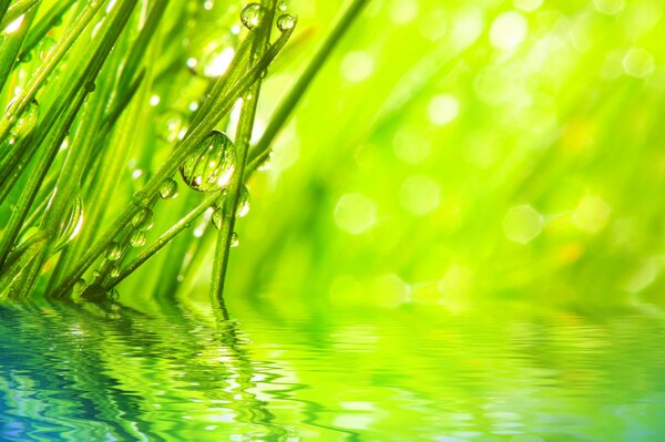 Rosée verte en réflexion sur l eau