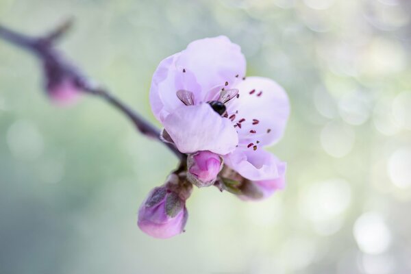Abejorro en las ramas de floración de primavera