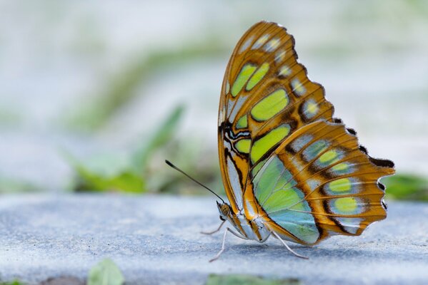 Macro photography of a butterfly from the side on a blurry background