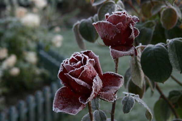 Roses rouges gelées dans le givre