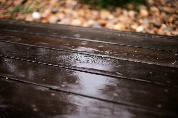 Gouttes de pluie sur un arbre sombre