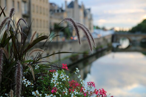 Foto de la ciudad con flores en primer plano