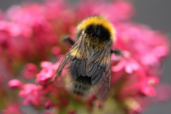 Bumblebee collecte nectar avec des fleurs roses