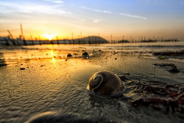 Conchiglia in acqua sullo sfondo del tramonto