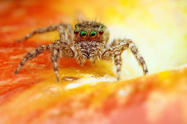 La araña no se mueve los ojos verdes