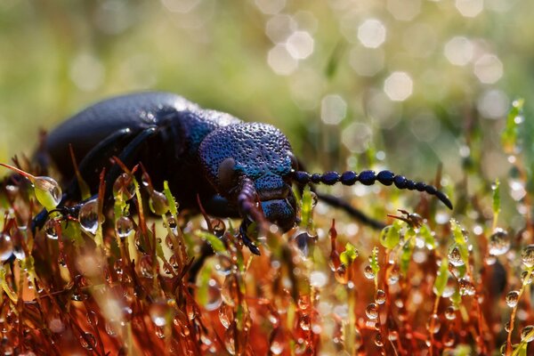 A beetle that drinks water and nectar