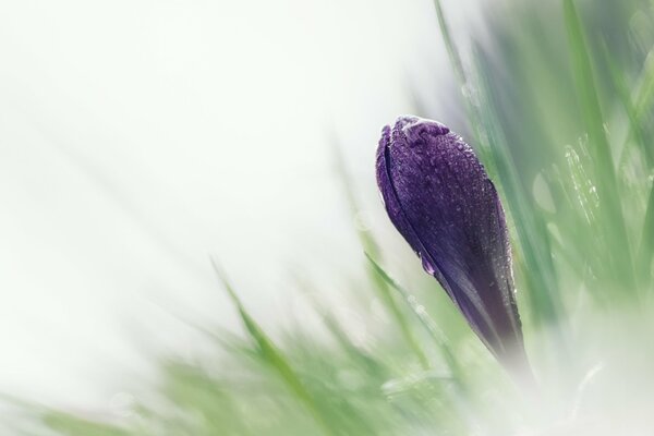 Bud with morning dew