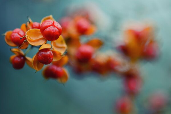 A branch with red berries in an autumn picture