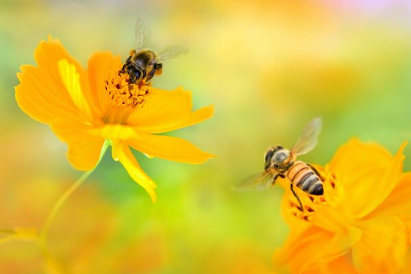 Dos abejas en dos flores amarillas