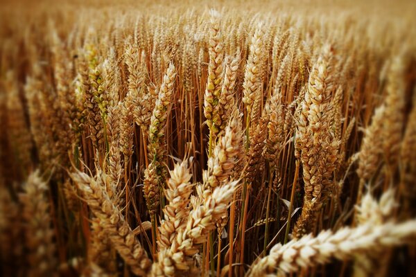 Mature ears on a wheat field