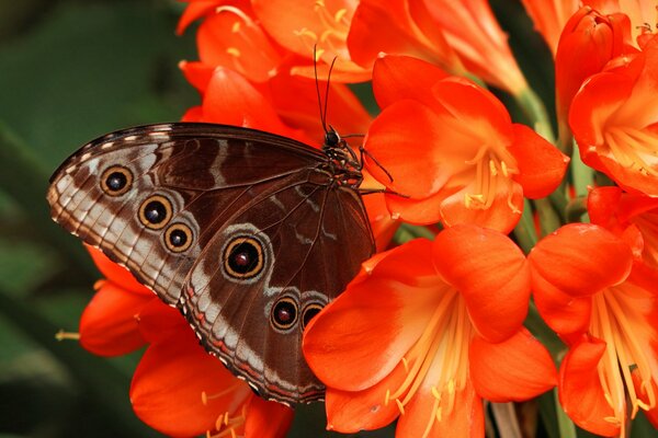 Papillon avec des motifs sur les ailes