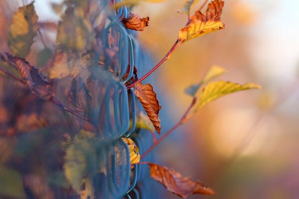 Photos of objects - macro shot fence nets