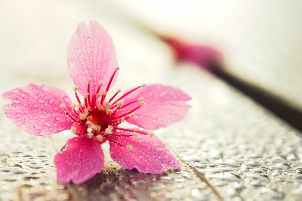 Gotas en la flor. Flor macro