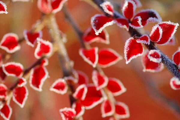 Foglie rosse su un ramo. Macro genere