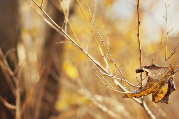 The last autumn leaves on the trees