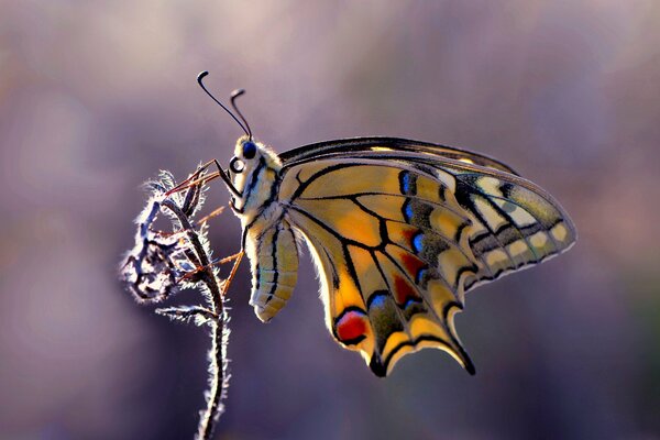 A yellow butterfly sits on a plant