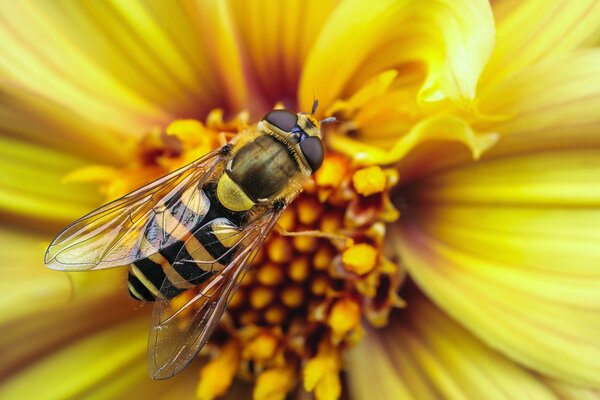 Gelbe Wespe auf einer gelben Blume