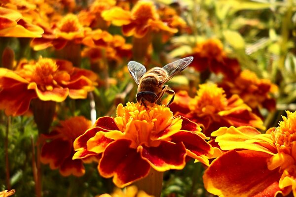 En verano, las abejas recolectan néctar