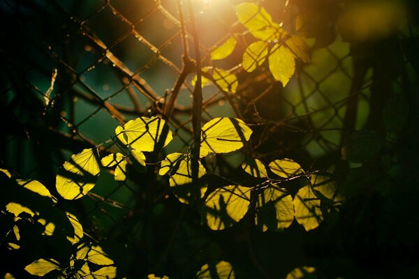 Feuilles transmettant une lumière vive